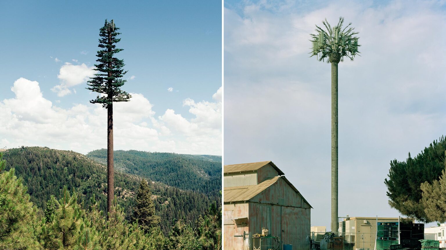 Two telephone poles that look like trees